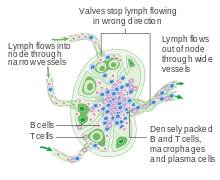 Lymph Node Wikipedia