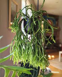 Image result for Huperzia bampsiana