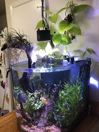 Lovely Use Of Air Plants Discus Tank Fish Tank Plants Discus Aquarium