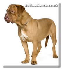 dogue de bordeaux dog breed profile size weight