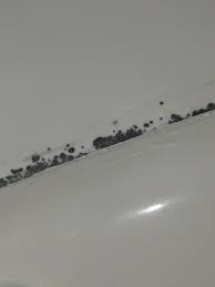 is this mildew around my kitchen sink
