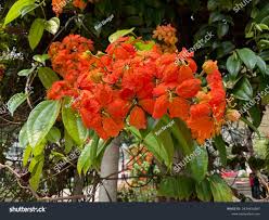 Image result for Rourea coccinea