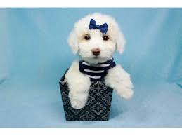 pure white toy poodle puppies s