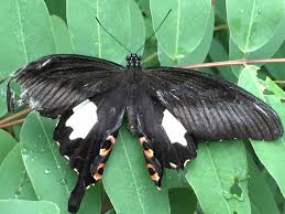 From Thailand Butterfly Museum