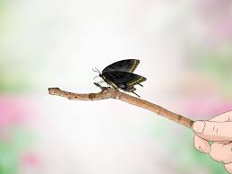 We did not find results for: How To Care For A Black Swallowtail Caterpillar 14 Steps
