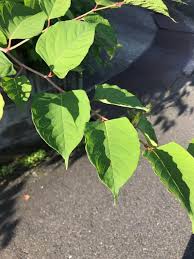 イタドリとは 成分や効果 効能 食べ方は Horti ホルティ By Greensnap