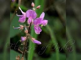 Image result for Uraria