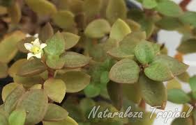 Crassula Volkensii Suculentas Plantas Suculentas Flores