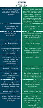 Difference Between Neurons And Neuroglia Definition Characteristics Types Function Neurons Types Of Neurons Glial Cells