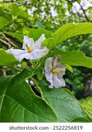 Image result for Solanum wrightii