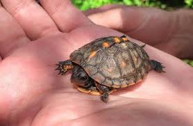 Environment Monitoring The Box Turtle In Amherst
