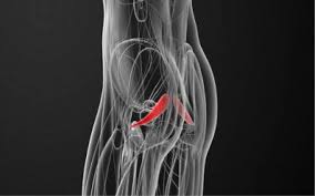 Die häufigste ursache für schmerzen im oberschenkel das sind die häufigsten ursachen von schmerzenden oberschenkeln: Starke Schmerzen In Gesass Und Beinen Das Piriformis Syndrom Functional Training Magazin