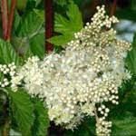 We did not find results for: Reine Des Pres Bienfaits Danger Posologie Effets Secondaires