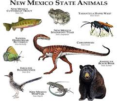 The Official Animals Of The State Of New Mexico Are Represented In This Design Species Included American Black Bear Sta Animal Posters Animals Animals Wild