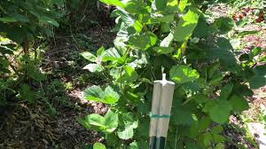 Maybe you would like to learn more about one of these? Diy Easy 20 Blackberry Trellis Youtube