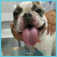 sicaklamis bulldog un dili iste boyle bir sey onemli uyari kopeklerinizi ozellikle bulldog gibi basik yuzlu kopeklerinizi bulldog kopek veterinerler