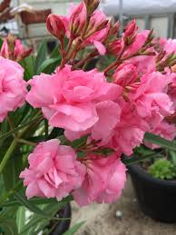 Oleander Fleurs Laurier Rose
