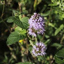 Image result for Mentha aquatica