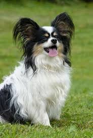 There are no chains on the papillon. Breed Info Animal Health Center