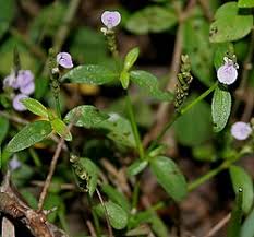 Image result for Justicia tenella