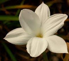 These are just a few of the many perennials that are easy to grow in the orange county, texas area. Spring Flowers Central Texas Gardener