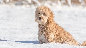 The goldendoodle gained popularity in the 1990's, and breeders soon began developing a smaller goldendoodles by introducing the mini. Mini Goldendoodle Breed Information Traits Puppy Costs