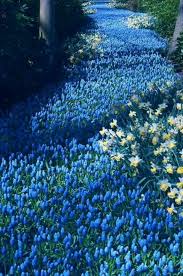 Gardenaestheticblue Beautiful Gardens Beautiful Nature Beautiful Flowers Garden