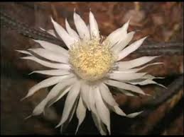 Queen Of The Night Bloom Night Desert Queen Fragrance Bloom Moon Garden Fragrance