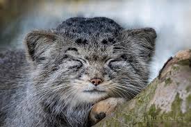 Today we celebrate the international pallas's cat day 🥳. Pallas Cat Otocolobus Manul Manul Facebook