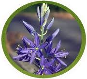 We did not find results for: Plants Information About Native Northwest Plants At Northwest Trek