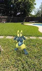 However, the odds are significantly increased with the 10k egg you get from walking 50 km with adventure sync (provided you have an empty egg slot when the reset happens). I Hatched A Shiny Riolu And Had Just Enough Candies To Evolve Him Into A Lucario Today Is A Good Day Pokemongo