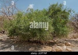 Image result for Salvadora australis