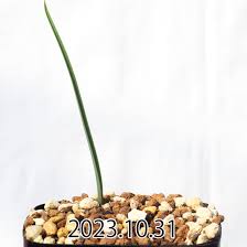 Image result for Ornithoglossum viride