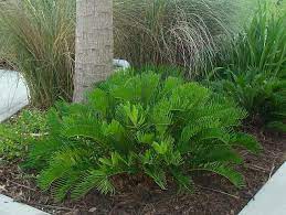We offer a variety of native palms and cycads (coontie) that are hardy to zone 7, likeneedle palm, saw palmetto and coontie will give your landscape the tropical feel that you have been looking for. Coontie For Sale Largo And St Petersburg