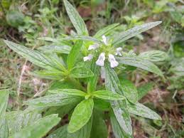 Image result for Leucas songeana