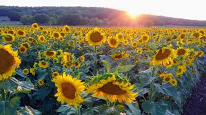 Be sure to bring sharp shears with you when you visit this lawrence, kansas , farm, so you can cut your very own flowers through their honor system, which asks that visitors leave $1 for every. 5 Kansas Sunflower Fields To See This Fall