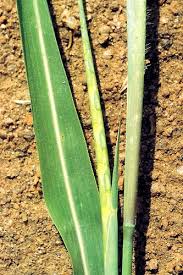 Image result for Rottboellia