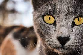 Brown spots in cat's eye. Top Eye Problems For Cats