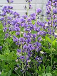 Image result for Baphia multiflora