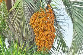 Image result for Butia