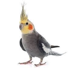 Maybe you would like to learn more about one of these? Cockatiels For Sale Cockatiel Birds For Sale Petco