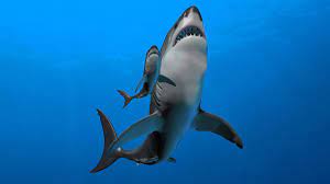 Megalodon Shark Mamas Had Human Size Cannibal Babies Live Science