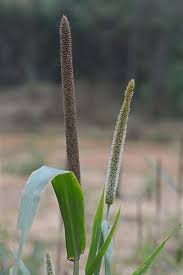 Image result for Cenchrus americanus