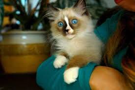 Über 80% neue produkte zum festpreis; Recommended Ragdoll Breeders Best Ragdoll Cat Breeders