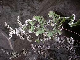 Image result for Aleuritopteris