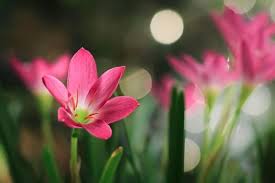 Image result for Zephyranthes minuta
