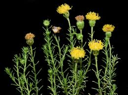 Image result for Chrysocoma obtusata