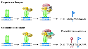 Image result for Selective Estrogen Receptor Modulator