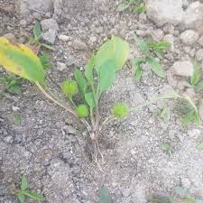 Image result for Ranalisma