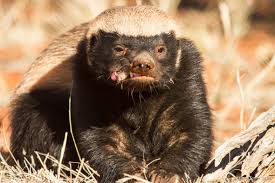 Though an advantage, it's a shortcoming as well with regards to their fight as he would not be able to withstand the experienced, tireless badger who keeps coming back for more. Animals Vs Animals Battles Comic Vine